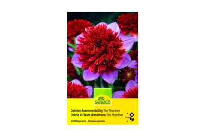 Image of Select Dahlien The Phantom bei JUMBO