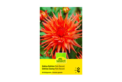Image of Select Dahlien Park Record bei JUMBO