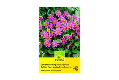 Image of Select Dahlien Bonne Esperance bei JUMBO