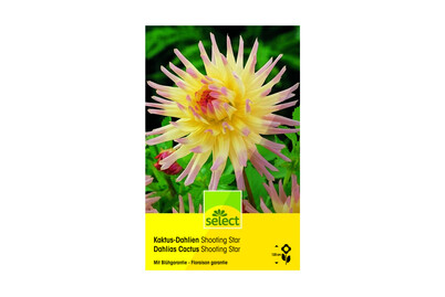Image of Select Dahlien Shooting Star bei JUMBO