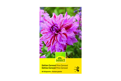 Image of Select Dahlien Prins Carnaval bei JUMBO