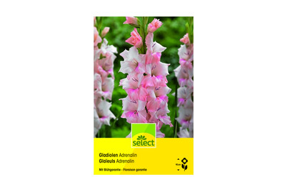 Image of Select Gladiolen Adrenalin bei JUMBO