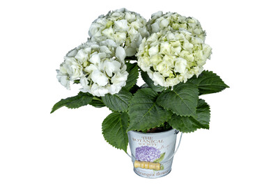 Image of Hortensia 1er Zinkeimer Ø10.5 bei JUMBO