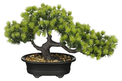 Image of Bonsai im Topf grün 33x13x21cm bei JUMBO