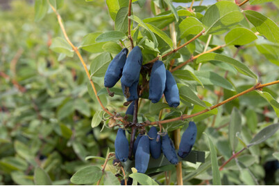 Image of Sibrische Blaubeere Maibeere bei JUMBO