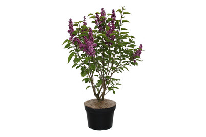 Image of Bauernflieder - Syringa vulgaris rot 60-80cm bei JUMBO