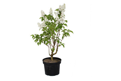 Image of Bauernflieder - Syringa vulgaris weiss 60-80cm bei JUMBO