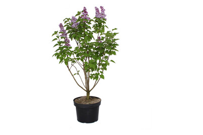 Image of Bauernflieder - Syringa vulgaris blau 60-80cm bei JUMBO