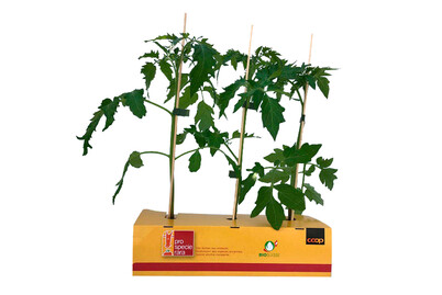 Image of ProSpecieRara Tomaten Mix 2 bei JUMBO