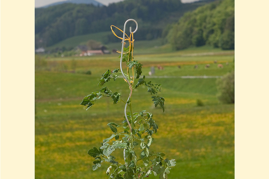 Windhager Tomatenspiralstab 180 cm kaufen bei JUMBO