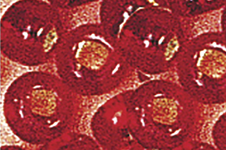 Rayher Rocailles In Vetro - Perline Grigio Argento Per Creare Gioielli Fai Da Te - Foto 6