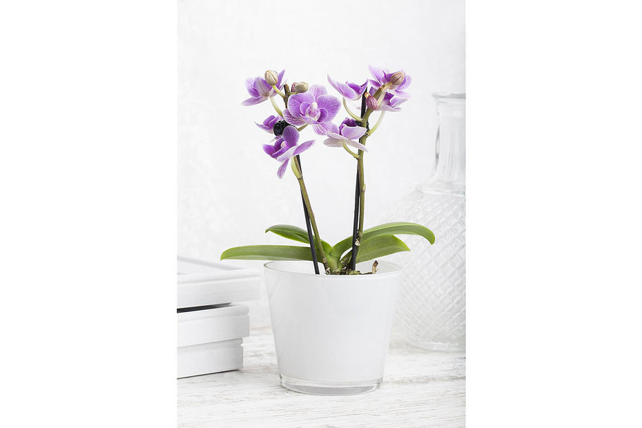 Mini orchidée papillon, taile du pot Ø7cm (Phalaenopsis Mini) Acheter chez  JUMBO