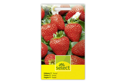 Image of Select Erdbeerpflanze Sarian