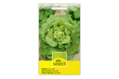 Image of Select Kopfsalat Dynamite