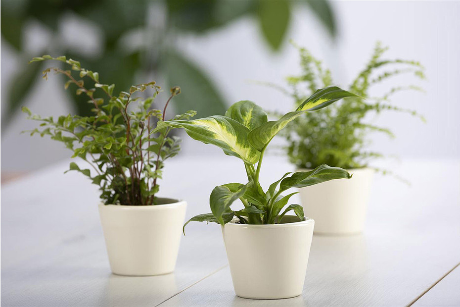Qualité & Prix Mini-Grünpflanze im Topf