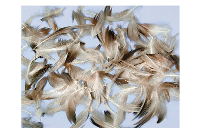 Image of Rayher Federmischung Pepita | 7-9 cm | 10 g