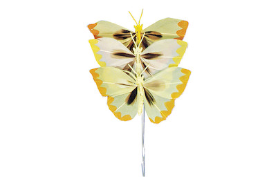Image of Rayher Federschmetterlinge Gelb | 6 cm | 3 Stück