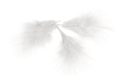 Image of Rayher Deko-Federn Weiss | 8 cm | 10 Stück