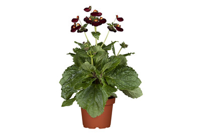 Calynopsis Pantoffelblume (Calceolaria calynopsis), Topfgrösse Ø12cm kaufen bei JUMBO