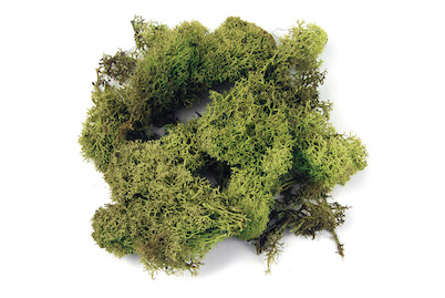 Image of Rayher Islandmoos | 30 g