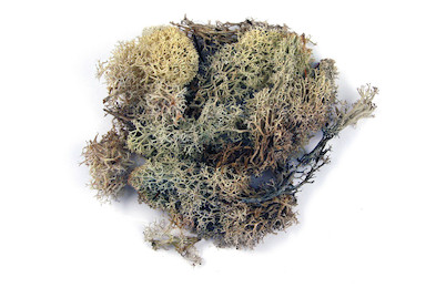 Image of Rayher Islandmoos Natur | 100 g