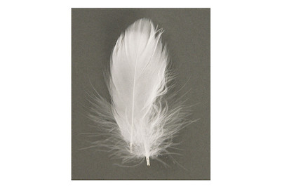 Image of Rayher Dekofeder | 5-10 cm | 5 g