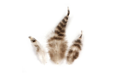 Image of Rayher Chinchillafeder | 7.5-9 cm | 3 g