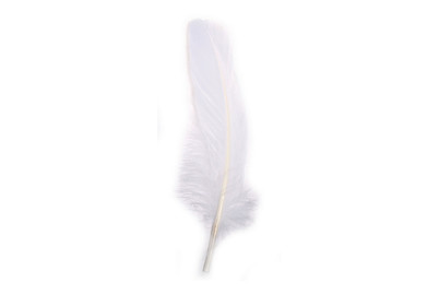 Image of Rayher Gänsefedern Weiss | 16-20 cm | 8 Stück