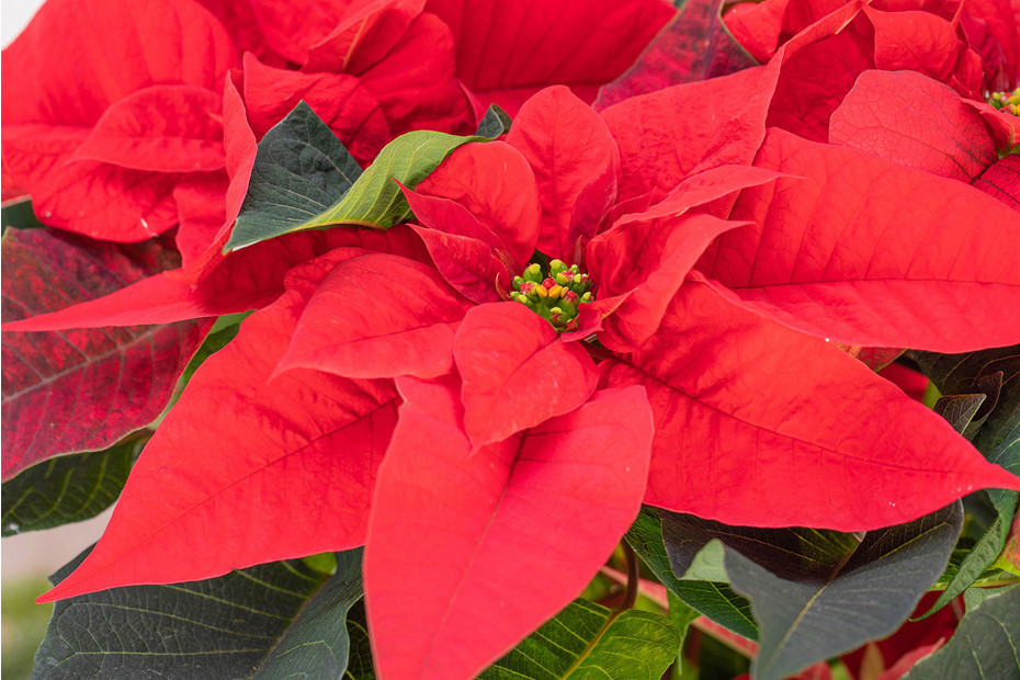 Ambiente Paper Napkins - Poinsettia In Basket (Pack Of 20 Ambiente Paper Napkins - Poinsettia In Basket (Pack Of 20