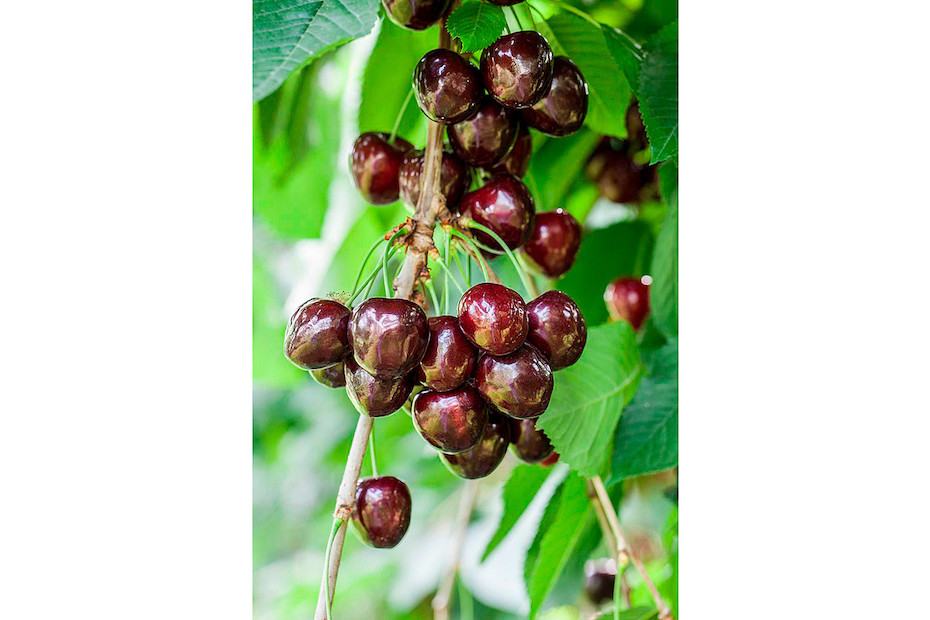 Ciliegia Ferrovia, pianta di 2-3 anni, prunus Avium | Vivai Polignano Ciliegia Ferrovia, pianta di 2-3 anni, prunus Avium | Vivai Polignano