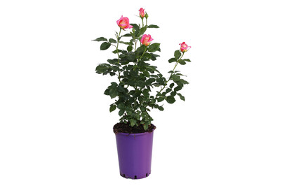 Edelrose