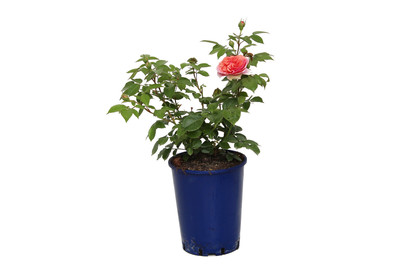 Nostalgische Rose
