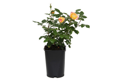Edelrose