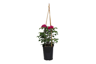 Strauchrose