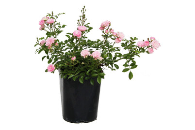 Bodendeckerrose