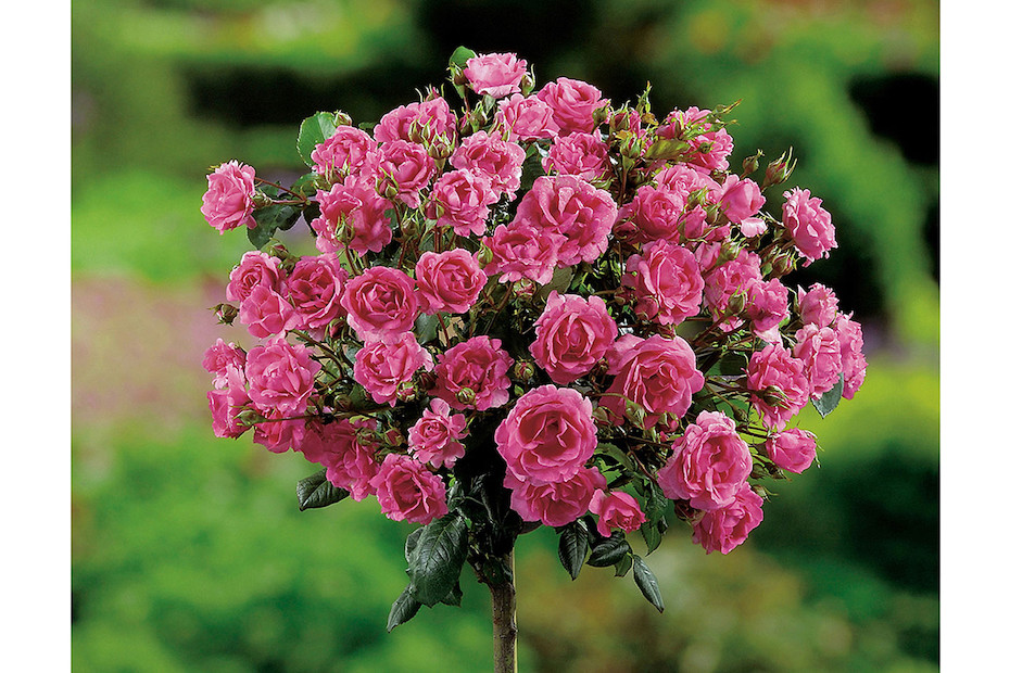 Carte Decorative Stamperia - Collezione Casa Di Rose Per Artigianato - Foto 2