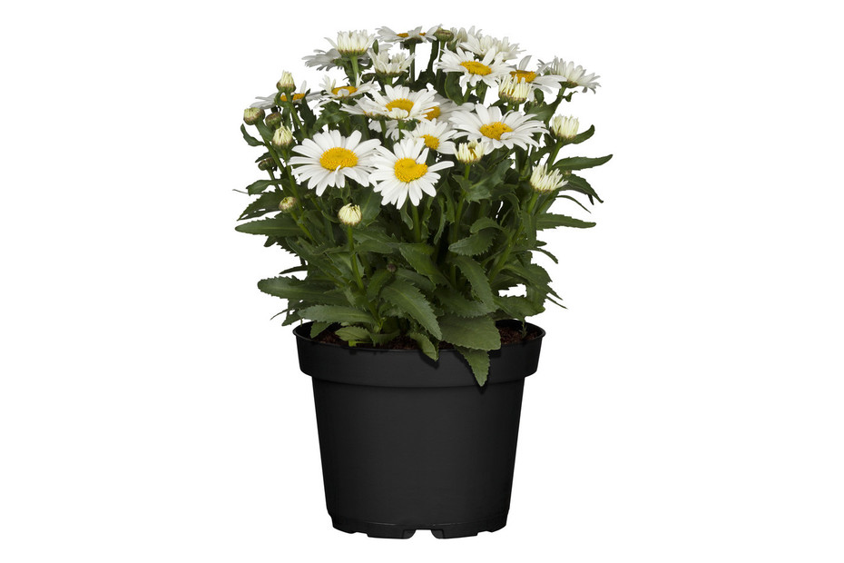 Marguerite Rouges Dans Pot Grande Marguerite (Leucanthemum x superbum), taile du pot Ø13cm Acheter ...