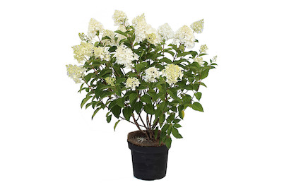 Rispenhortensie - Hydrangea paniculata