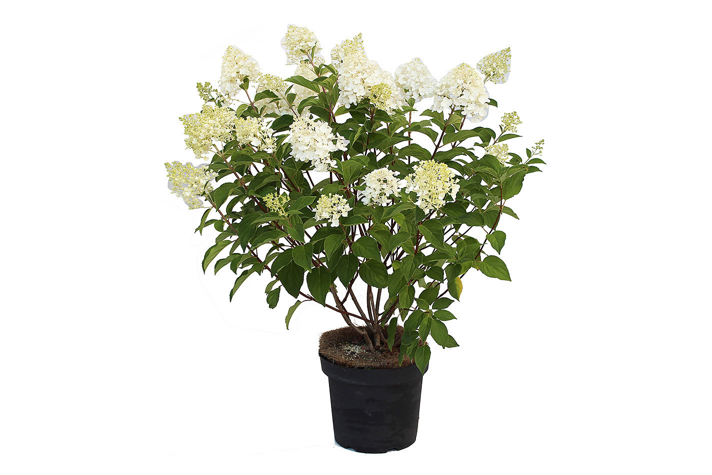 Rispenhortensie - Hydrangea paniculata