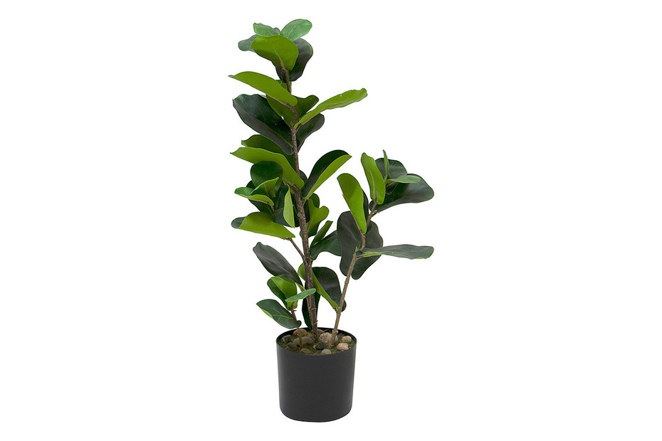 fargesia rufa hornbach Fargesia 'Rufa'