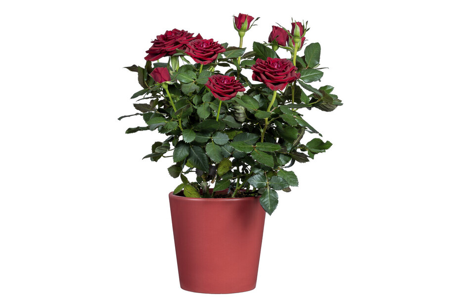 53586 - Rosa Decorativa in Vaso a Forma di Rosa in plastica, Altezza 16 cm, Colore: Rosa/Giallo/Rosa 53586 - Rosa Decorativa in Vaso a Forma di Rosa in plastica, Altezza 16 cm, Colore: Rosa/Giallo/Rosa
