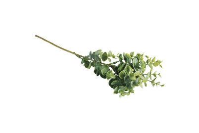 Image of Rayher Buchs-Zweig | 40 cm