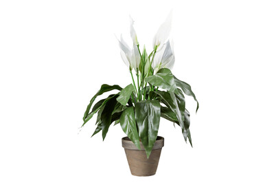 Image of Mica Spathiphyllum Weissim im Topf | 40 × 50 cm