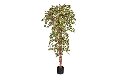 Image of Mica Künstlicher Ficus im Topf Grün | 100 × 210 cm