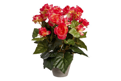 Image of Mica Kunstbegonie Dunkelrosa im Topf | 25 × 30 cm