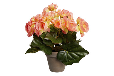 Image of Mica Begonie Lachs im Topfgrau | 20 × 25 cm