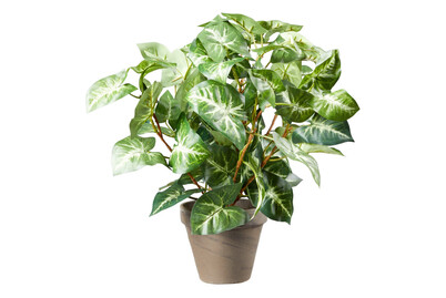 Image of Mica Syngonium im Tontopf Grau | 25 × 35 cm