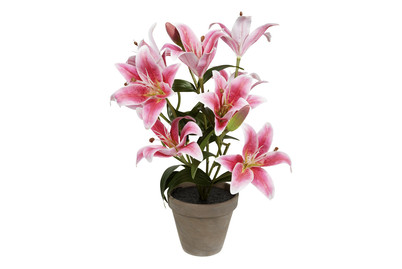 Image of Mica Tigerlilie Fuchsia im Topf | 45 × 47 cm