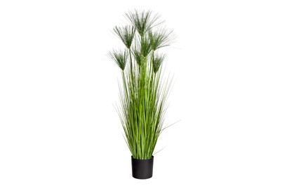 Image of Mica Papyrus in Plastiktopf Grün | 1.95 × 1.5 m