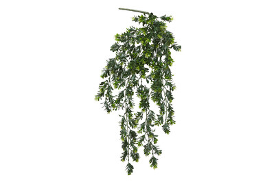 Image of Mica Schefflera Hängend Grün | 75 × 20 × 10 cm